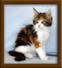 8 Week Old Maine Coon Kitten