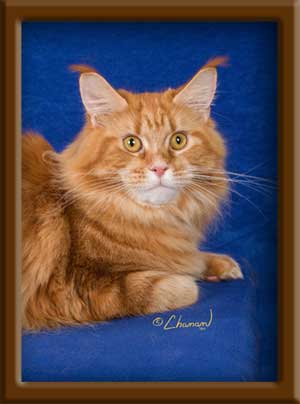 Red Classic Tabby Maine Coon Queen