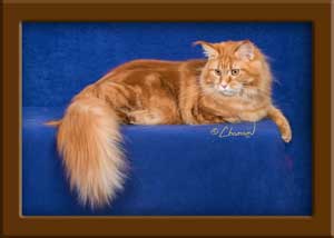 Red Classic Tabby Maine Coon Queen