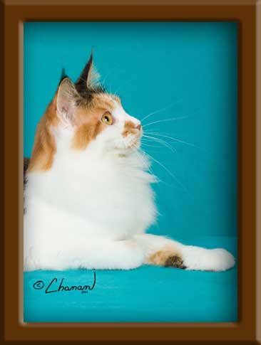 LapCats Calico Maine Coon Queen
