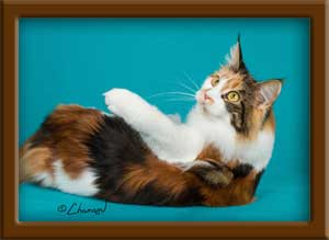 LapCats Calico Maine Coon Queen