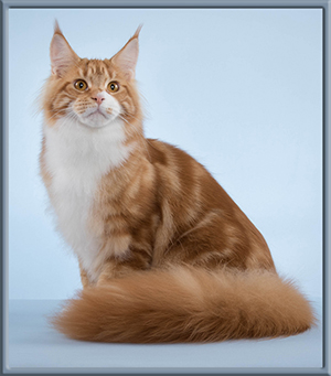 Red with White Maine Coon Stud