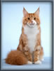 Red with White Classic Tabby Maine Coon Stud