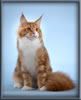 Red with White Classic Tabby Maine Coon Stud