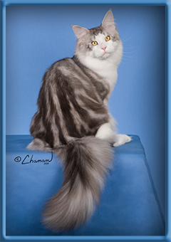 Silver with White Maine Coo n Stud