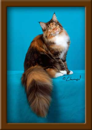 Brown Patch with White Maine Coon Queen