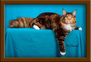Brown Patch with White Classic Tabby Maine Coon Queen